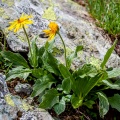 Doronicum clusii (All.) Tausch
