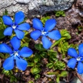 Gentiana orbicularis Schur