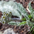 Achillea nana L.