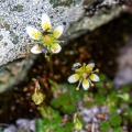 Saxifraga bryoides L.