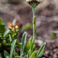 Antennaria carpatica (Wahlenb.) Bluff & Fingerh.
