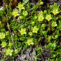 minuartia-sedoides-switzerland.jpg