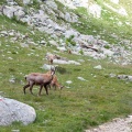 Rupicapra pyrenaica (Chamois)