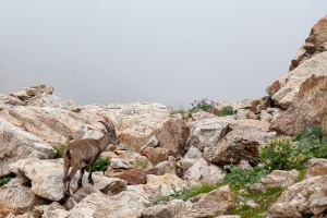 Capra ibex (Bouquetin)