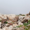 Capra ibex (Bouquetin)