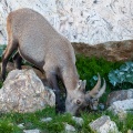 Capra ibex (Bouquetin)