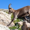 Capra ibex (Bouquetin)