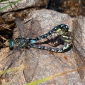 Aeshna mixta