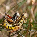 Podisma pedestris copula