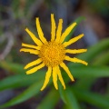 Inula salicina L.