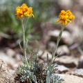Jacobaea incana (L.) Veldkamp
