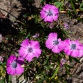 Dianthus pavonius Tausch