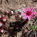 Sempervivum arachnoideum L.