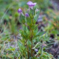 gentianella-campestris-france.jpg