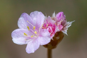 Armeria alpina (DC.) Willd.