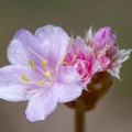 Armeria alpina (DC.) Willd.