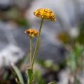 bupleurum-ranunculoides-france.jpg