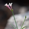 Asperula aristata L.f.