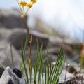 Bupleurum ranunculoides L.