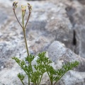 Athamanta cretensis L.