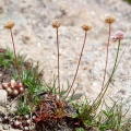 Armeria alpina (DC.) Willd.
