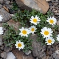 Leucanthemopsis alpina (L.) Heywood