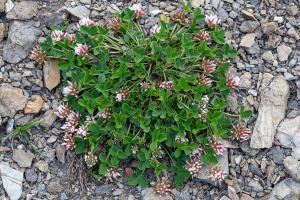 Trifolium thalii Vill.