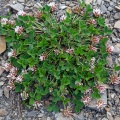 Trifolium thalii Vill.
