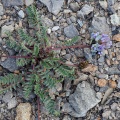Oxytropis helvetica Scheele