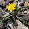 Scorzoneroides montana (Lam.) J.Holub