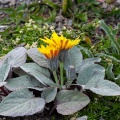 Crepis pygmaea L.