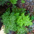 cryptogramma-crispa-france.jpg