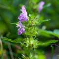 lamium-garganicum-france.jpg