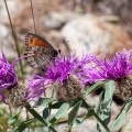 Centaurea uniflora Turra