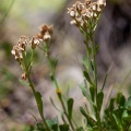 Achillea erba-rotta All.