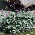 Adenostyles leucophylla (Willd.) Rchb.