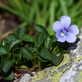 Viola argenteria Moraldo & Forneris