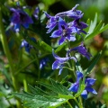delphinium-dubium-france.jpg