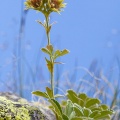 Potentilla valderia L.