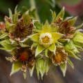 potentilla-valderia-france-2.jpg