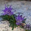 Phyteuma globulariifolium Sternb. & Hoppe