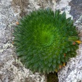Saxifraga florulenta Moretti