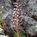 saxifraga-florulenta-france-2.jpg