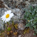 Leucanthemopsis alpina (L.) Heywood