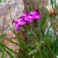 Pedicularis kerneri Dalla Torre