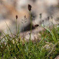 Carex foetida All.