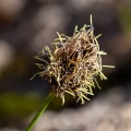 Carex foetida All.