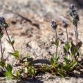 Veronica alpina L.