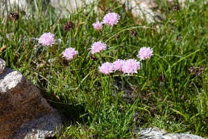 Armeria alpina (DC.) Willd.