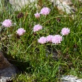 Armeria alpina (DC.) Willd.